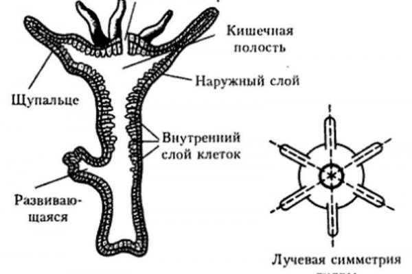 Kraken 19 at сайт